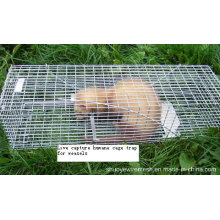 Live Capture Human Cage Trap for Weasels